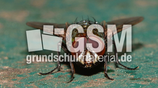 Schmeißfliege (12).jpg